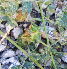 Tribulus terrestris