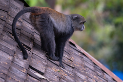 Cercopithecus mitis albogularis