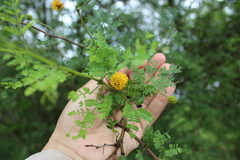 Vachellia macracantha