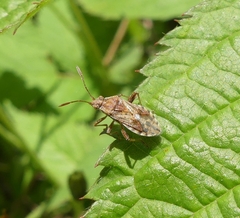 Stictopleurus punctiventris