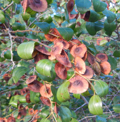 Paliurus spina-christi