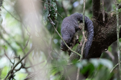 Heliosciurus undulatus