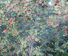 Paliurus spina-christi