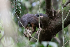 Heliosciurus undulatus