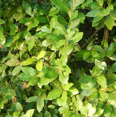 Laurus nobilis