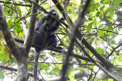 Cercopithecus mitis albogularis