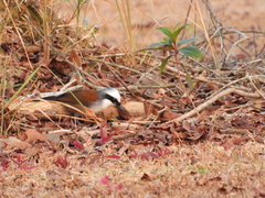 Garrulax leucolophus