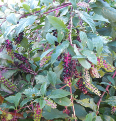 Phytolacca americana