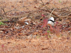 Garrulax leucolophus