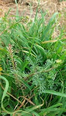 Lepidium bipinnatifidum