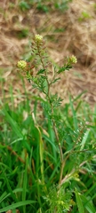 Lepidium bipinnatifidum