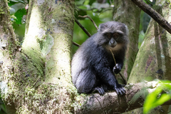 Cercopithecus mitis albogularis