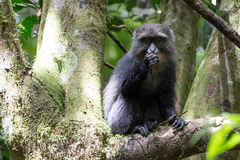 Cercopithecus mitis albogularis
