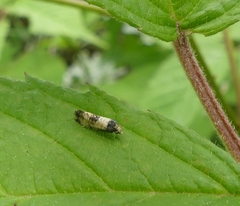 Neocochylis dubitana