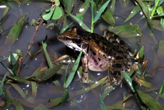Ptychadena anchietae