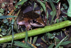 Ptychadena anchietae