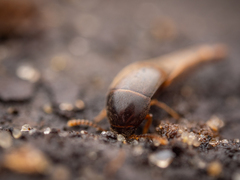 Sepedophilus