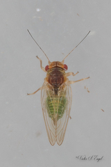 Heteropsylla