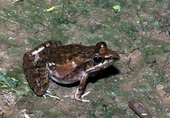 Ptychadena anchietae