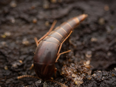 Sepedophilus