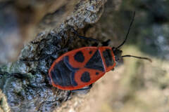 Pyrrhocoris apterus