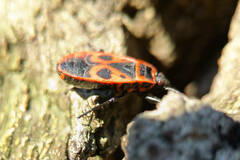 Pyrrhocoris apterus