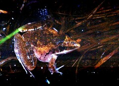 Ptychadena anchietae