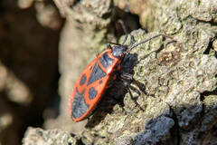 Pyrrhocoris apterus
