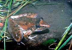 Ptychadena anchietae