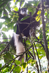 Colobus caudatus