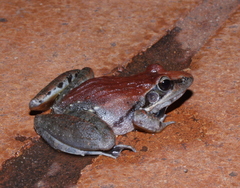 Ptychadena anchietae