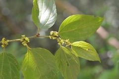 Colubrina arborescens