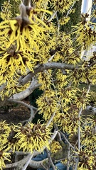 Hamamelis mollis