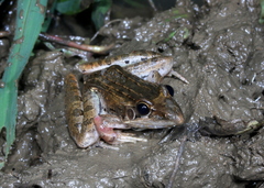 Ptychadena anchietae