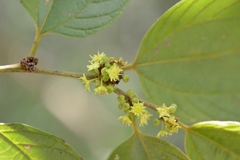 Colubrina arborescens