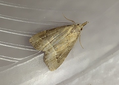 Schrankia taenialis