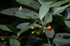 Psychotria erythrocarpa