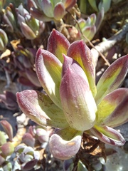 Curio crassulifolius