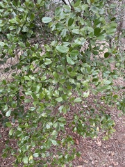 Ilex opaca