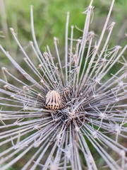 Graphosoma semipunctatum