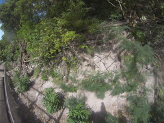 Iguana delicatissima