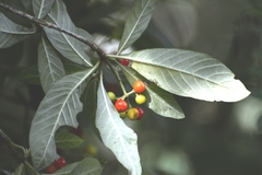Psychotria erythrocarpa