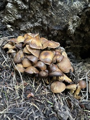 Psathyrella piluliformis