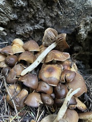 Psathyrella piluliformis