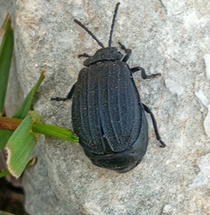 Galeruca tanaceti