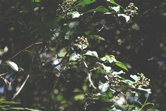 Palicourea pubescens