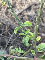 Angiospermae