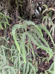 Sticherus quadripartitus