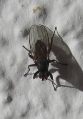 Heleomyzidae