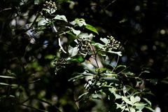 Palicourea pubescens